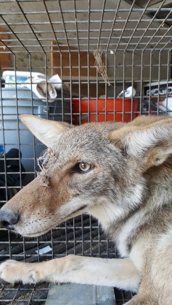 ALL STAR ANIMAL TRAPPING - Pest control service Glendale, California