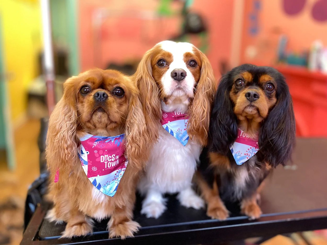 Dog Grooming Sydney