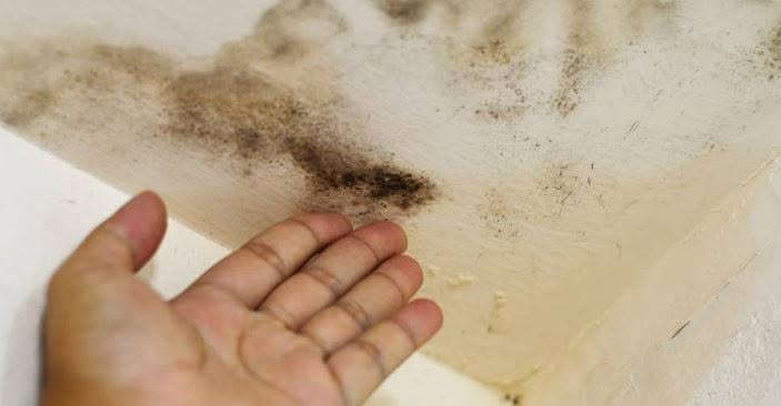 Commercial Mold Inspection