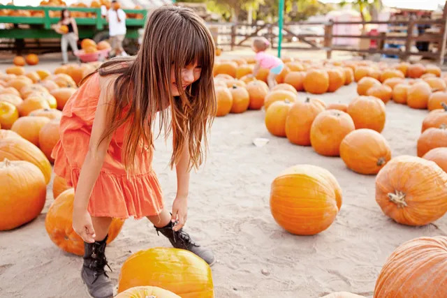 Pumpkin Jack's Ranch - Paso Robles, California