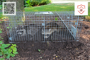 Wildlife Removal Houston TX