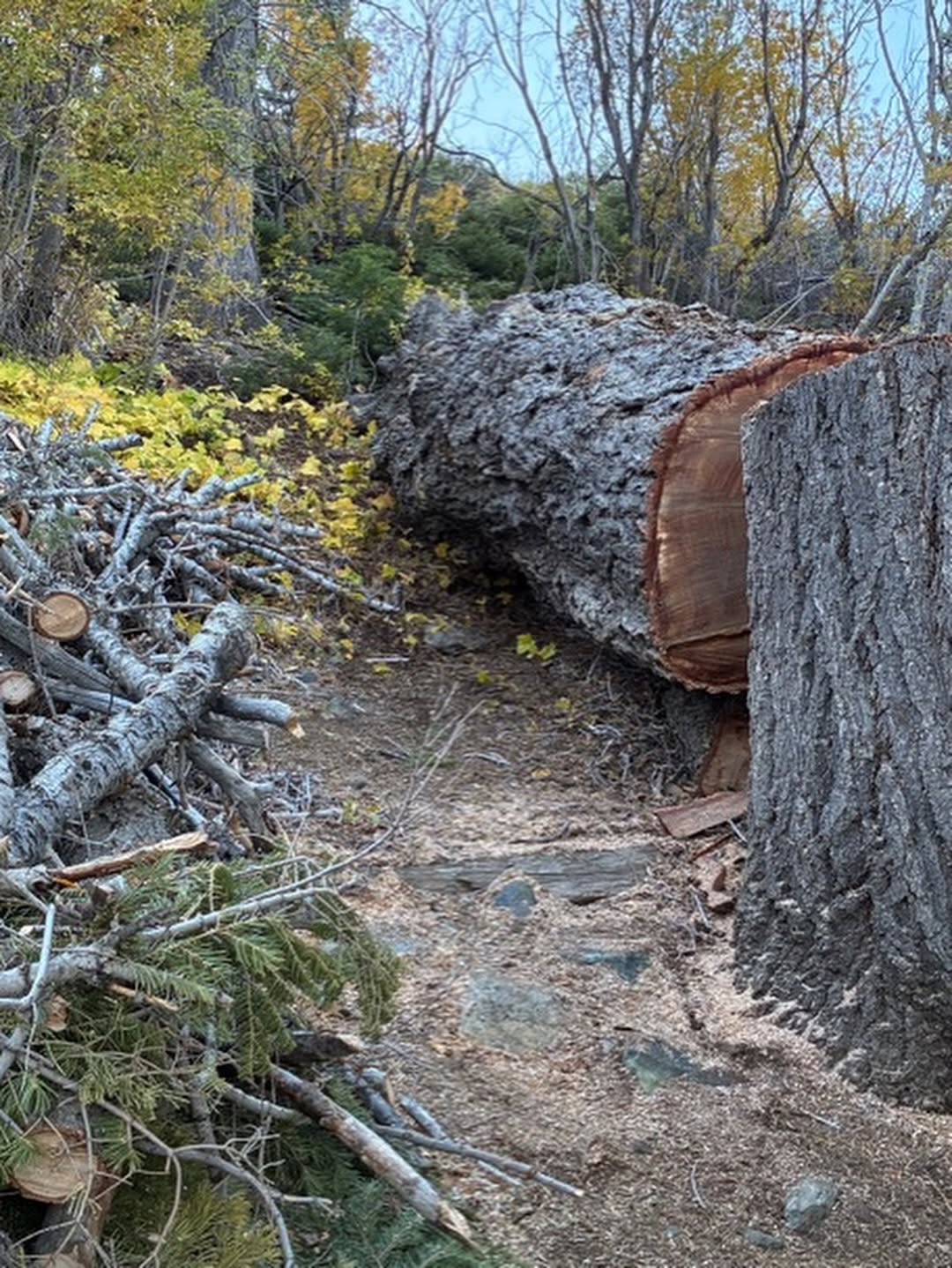Stump Grinding