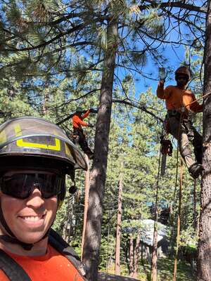 Tree Trimming