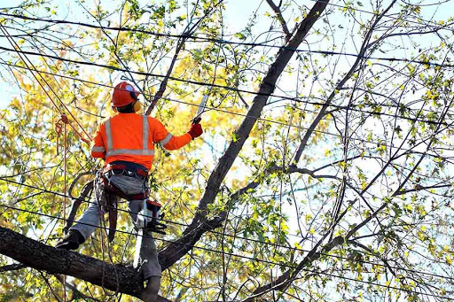 Tree Fellers - Tree service Kalamazoo, Michigan