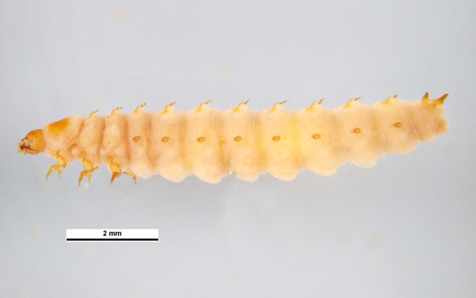 Small Hive Beetle Larvae