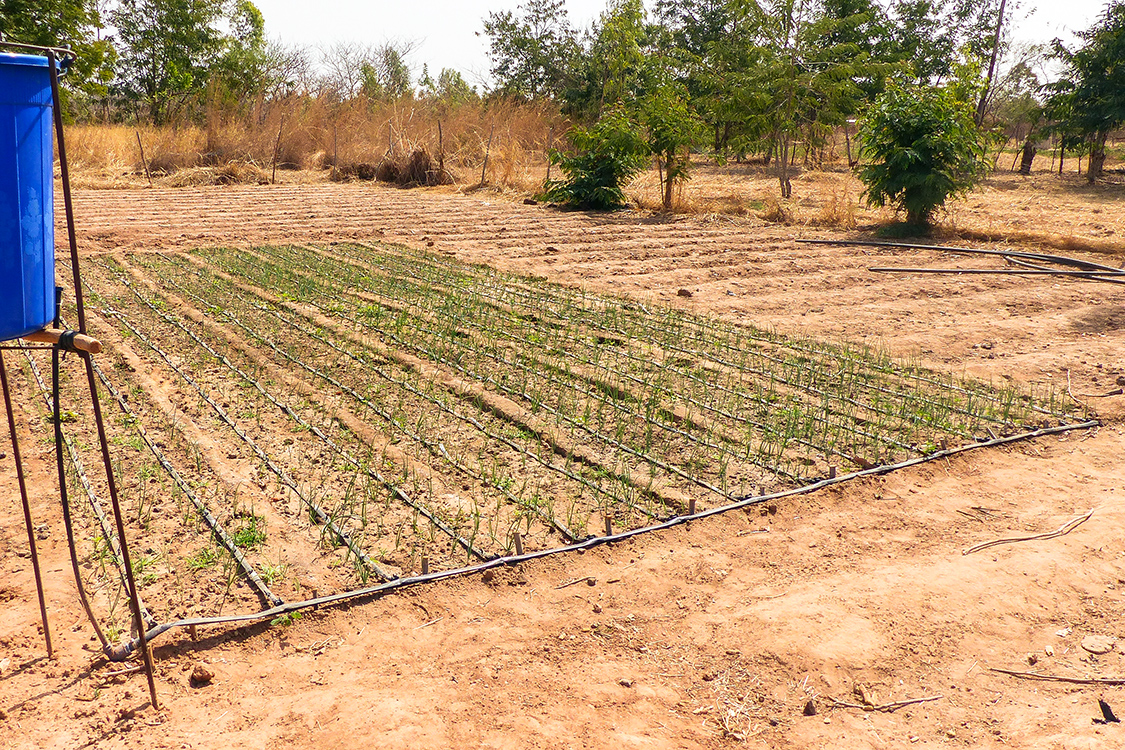 Transforming Smallholder Irrigation
