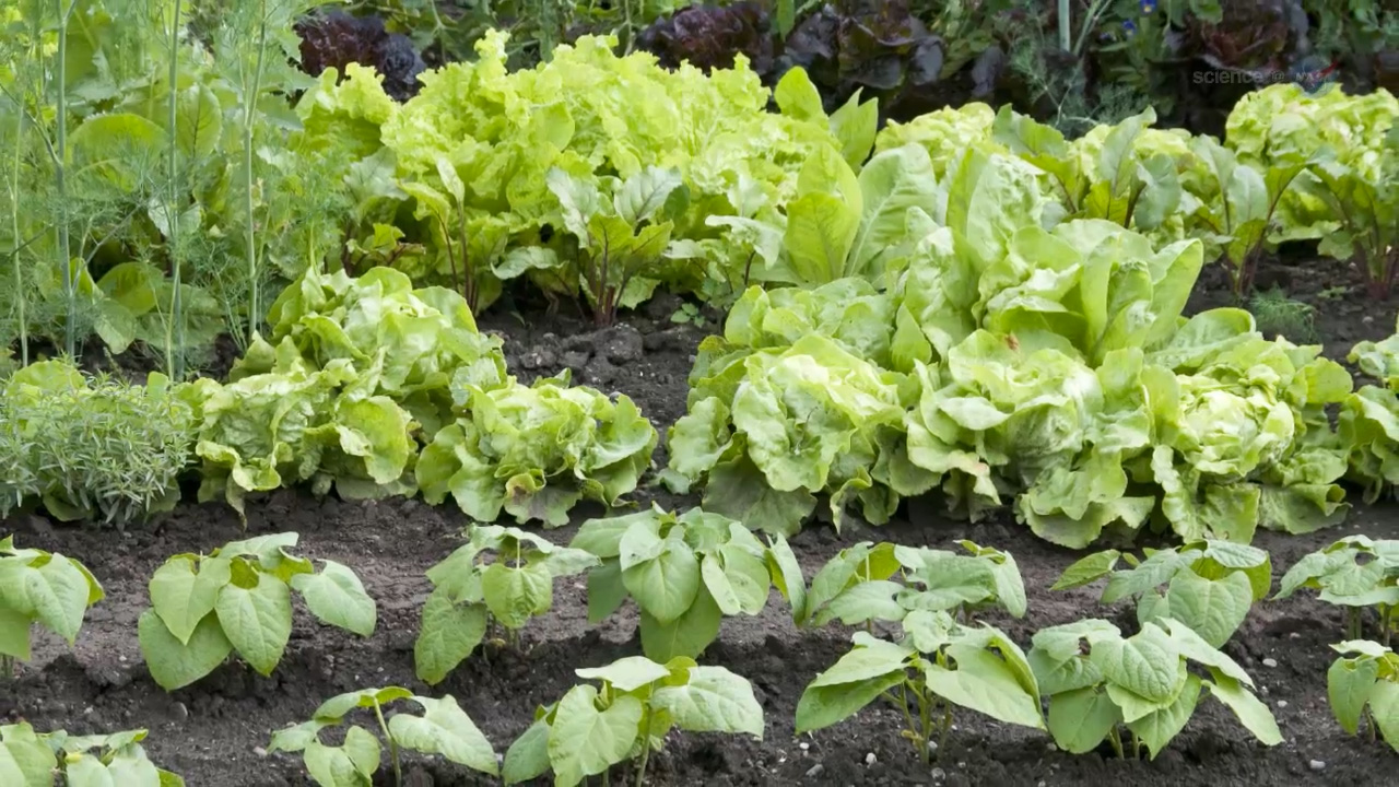 ScienceCast 142: Lettuce Orbit Earth - A New Form of Life Takes Root on the ISS episode artwork