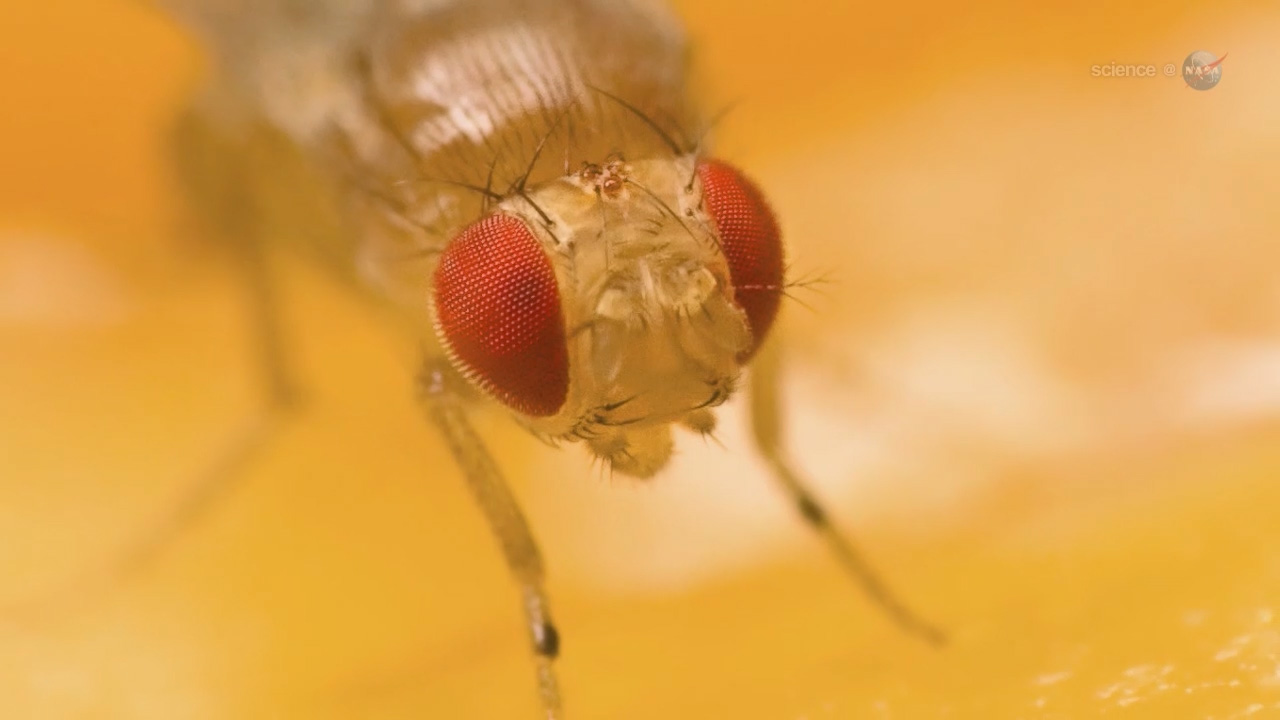 ScienceCast 152: Fruit Flies on the International Space Station episode artwork