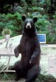 Big Bear Process Service