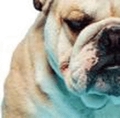 Bulldog Detective Agency, Inc.