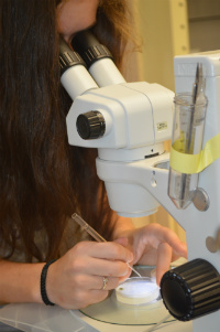 Senior Corah Kaufman uses a medical research-grade microscope to transfer C. elegans worms using an ultra-fine pick