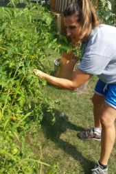 Lee High School science teacher Deb Truszkowski plucks cherry tomatoes