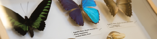 Butterflies from the Frank F. Hasbrouck Insect Collection on display.