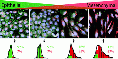 epithelial-mesenchymal