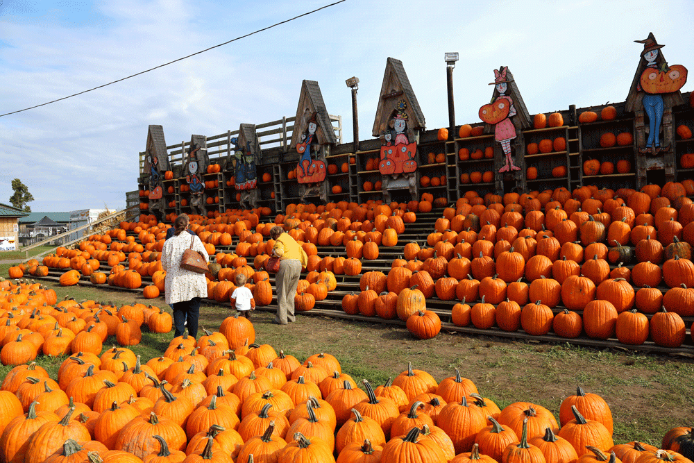 The Great Pumpkin Farm offers a wide variety of fall-themed hun for people of all ages. From haunted hay rides to classic apple and pumpkin picking, there's something for everyone to participate in.