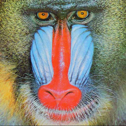 baboon