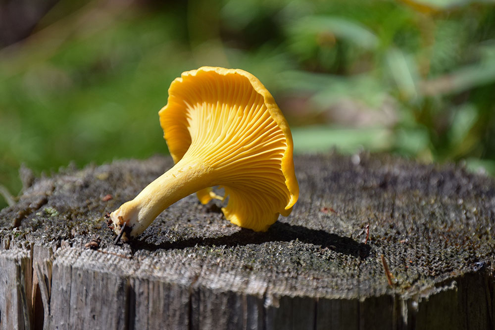 chanterelles_1_web
