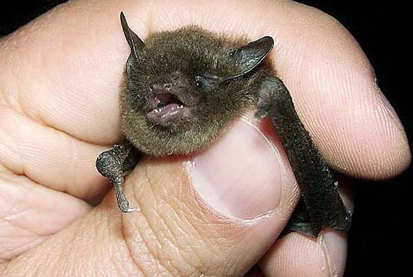 bat1we