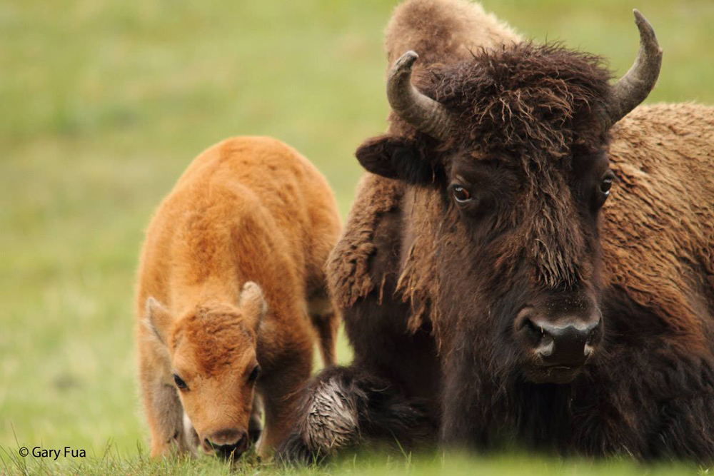 buffalobison6web