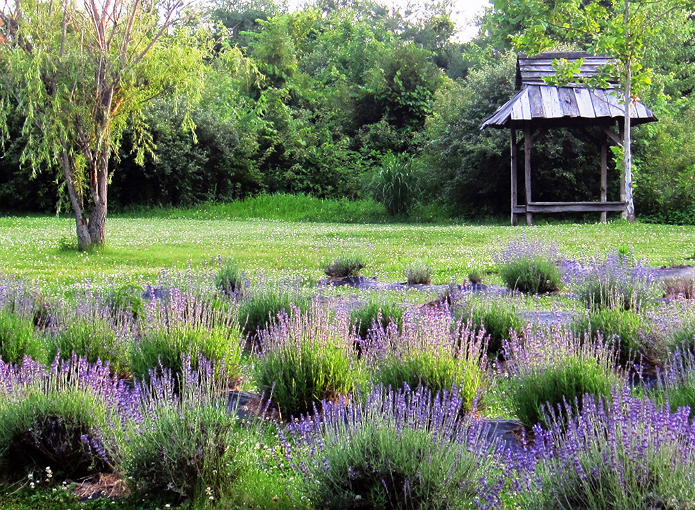 farm_june_2014_019web