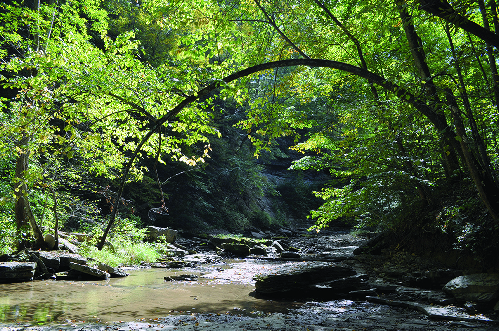 tree_archwayweb