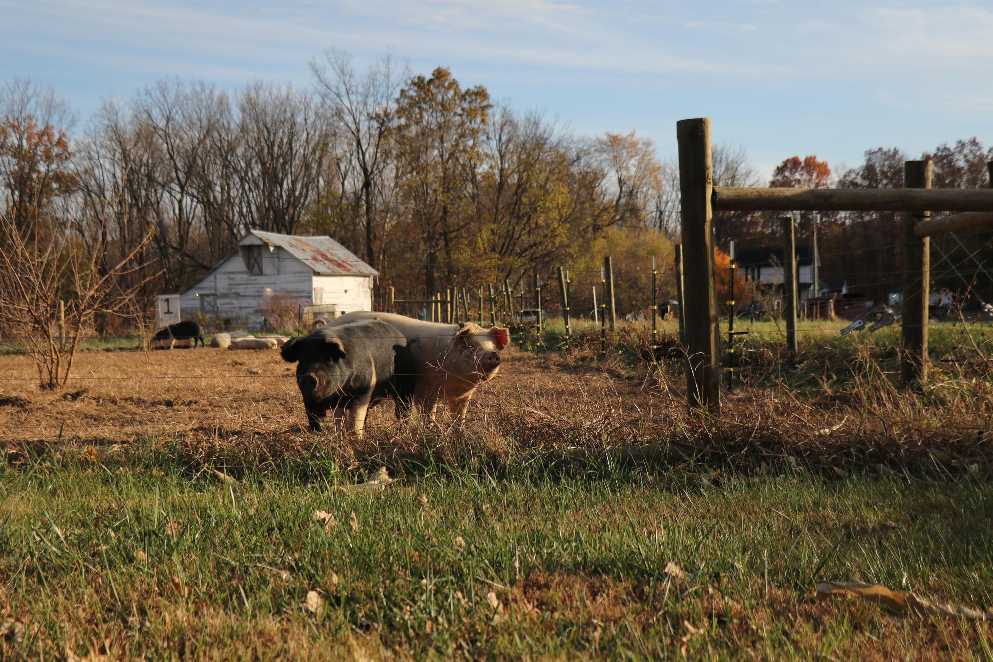 Two pigs in a pasture in front of a white farm building.