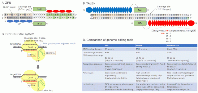 DAISUKE MATSUMOTO AND WATARU NOMURA / CC BY 3.0
South Africa’s change to its health research guidelines has led to new considerations about the ethics of genome editing.&nbsp;