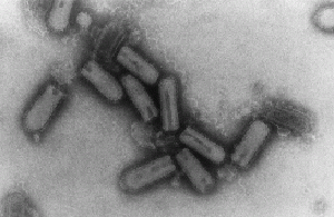 COURTESY OF WWW.YALE.EDU
Viruses cannot undergo fitness trade off when changes are too rapid.