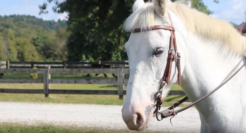 How OU students are using horses to help people with disabilities