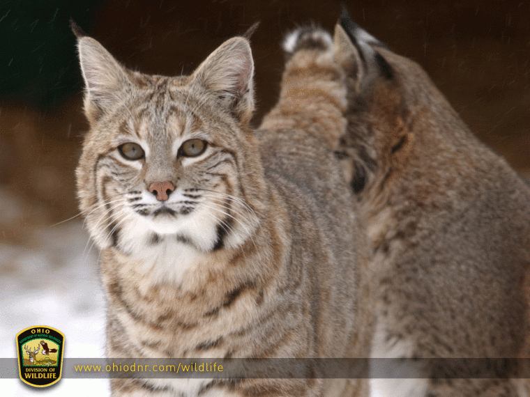 Bobcat bouncing back  