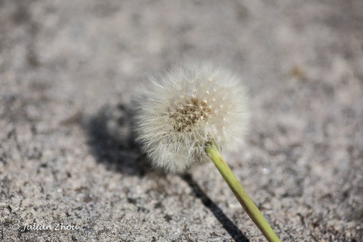 Canon EOS 5D Mark III - 105mm