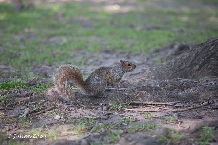 Canon EOS 5D Mark III - 105mm