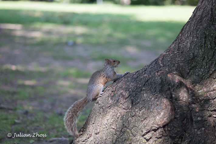 Canon EOS 5D Mark III - 105mm