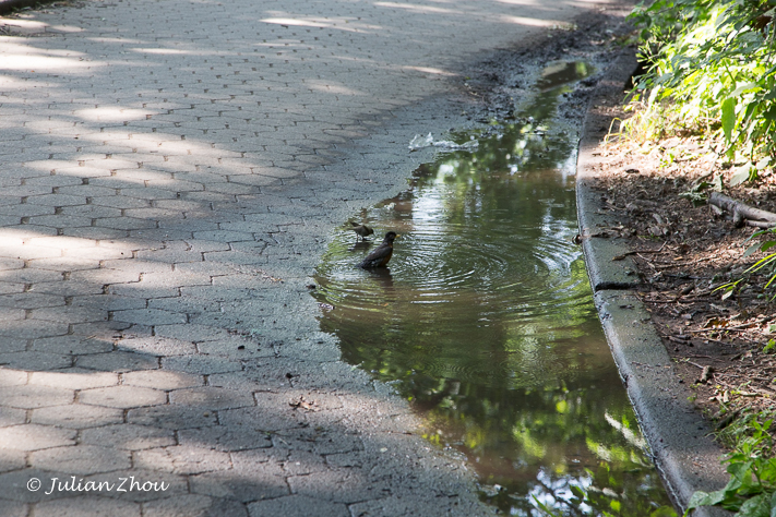 Canon EOS 5D Mark III - EF24-105mm f/4L IS USM