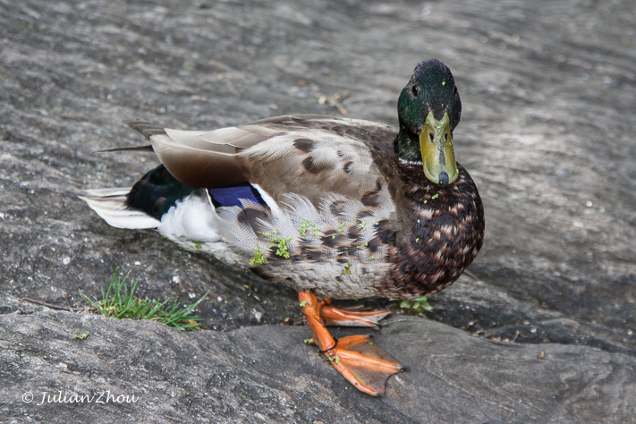 Canon EOS DIGITAL REBEL XS - EF24-105mm f/4L IS USM
