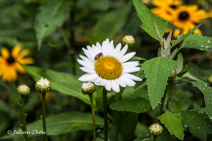 Canon EOS DIGITAL REBEL XS - EF24-105mm f/4L IS USM