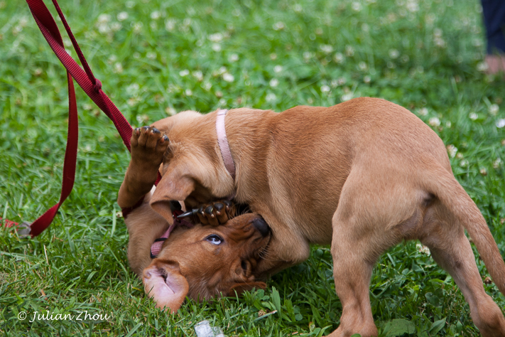 Canon EOS DIGITAL REBEL XS - EF24-105mm f/4L IS USM