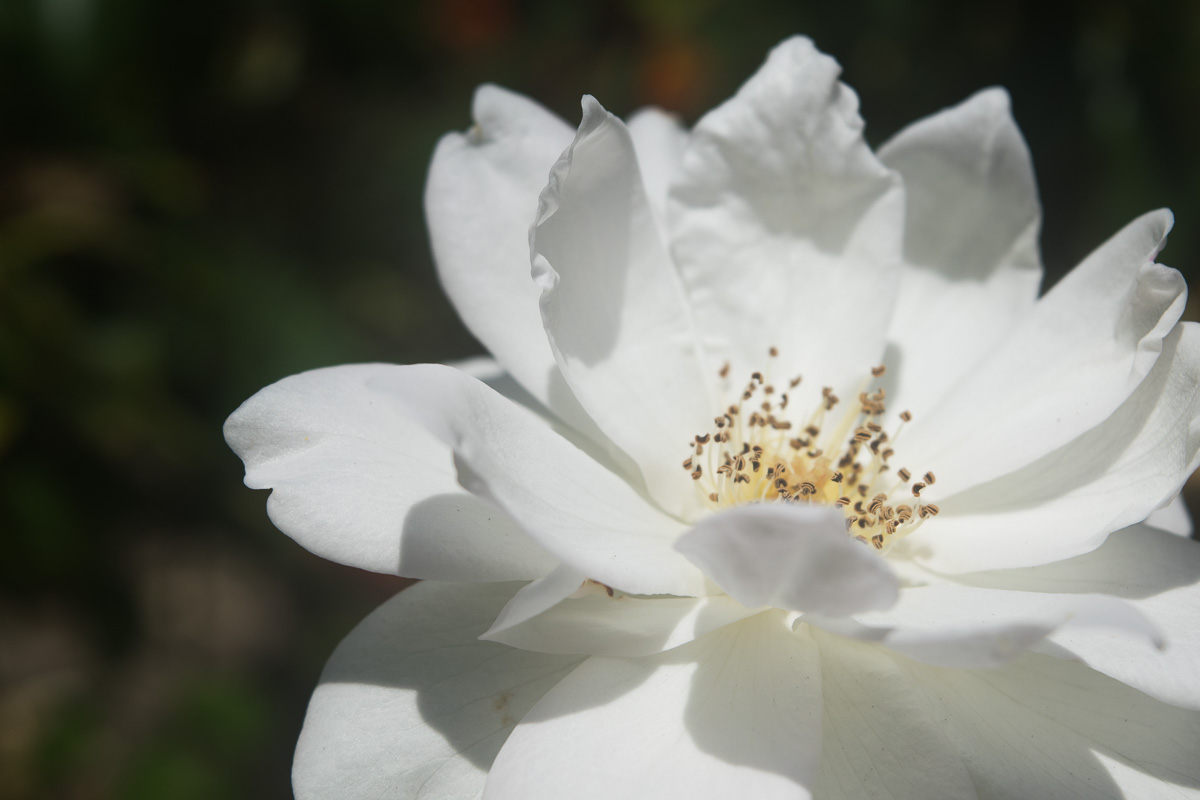 Preview of Danielle's photography website
