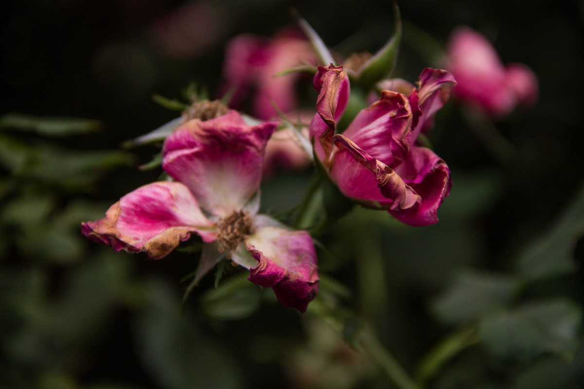 Preview of Autumn's photography website