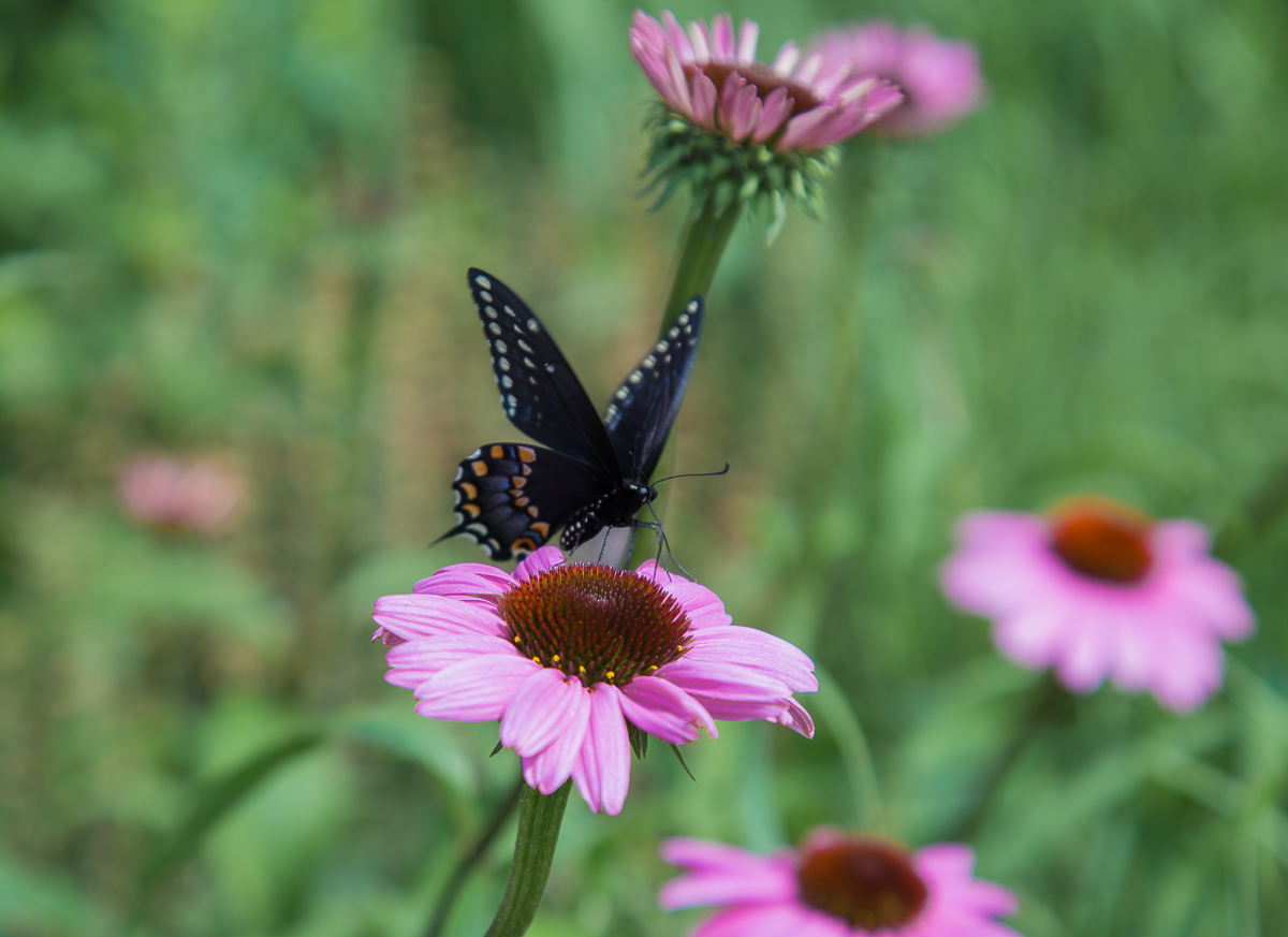 Preview of Evelina's photography website