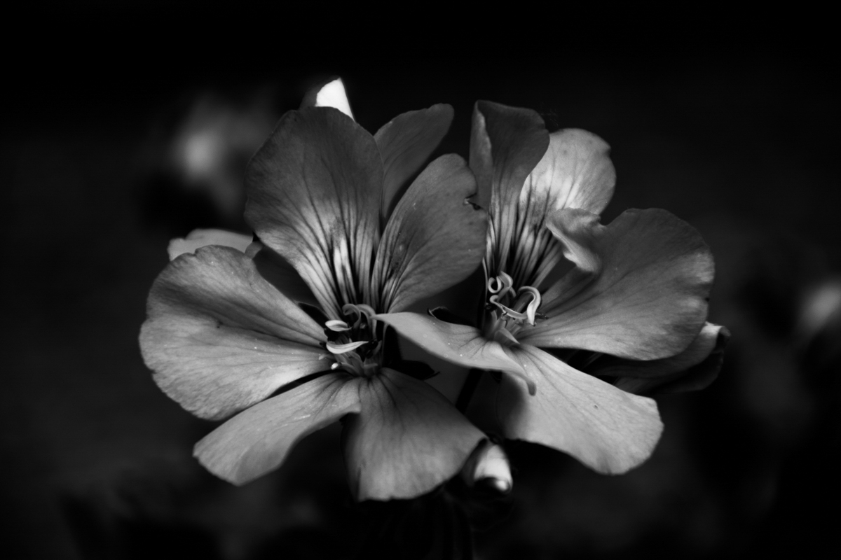 Preview of Netta's photography website