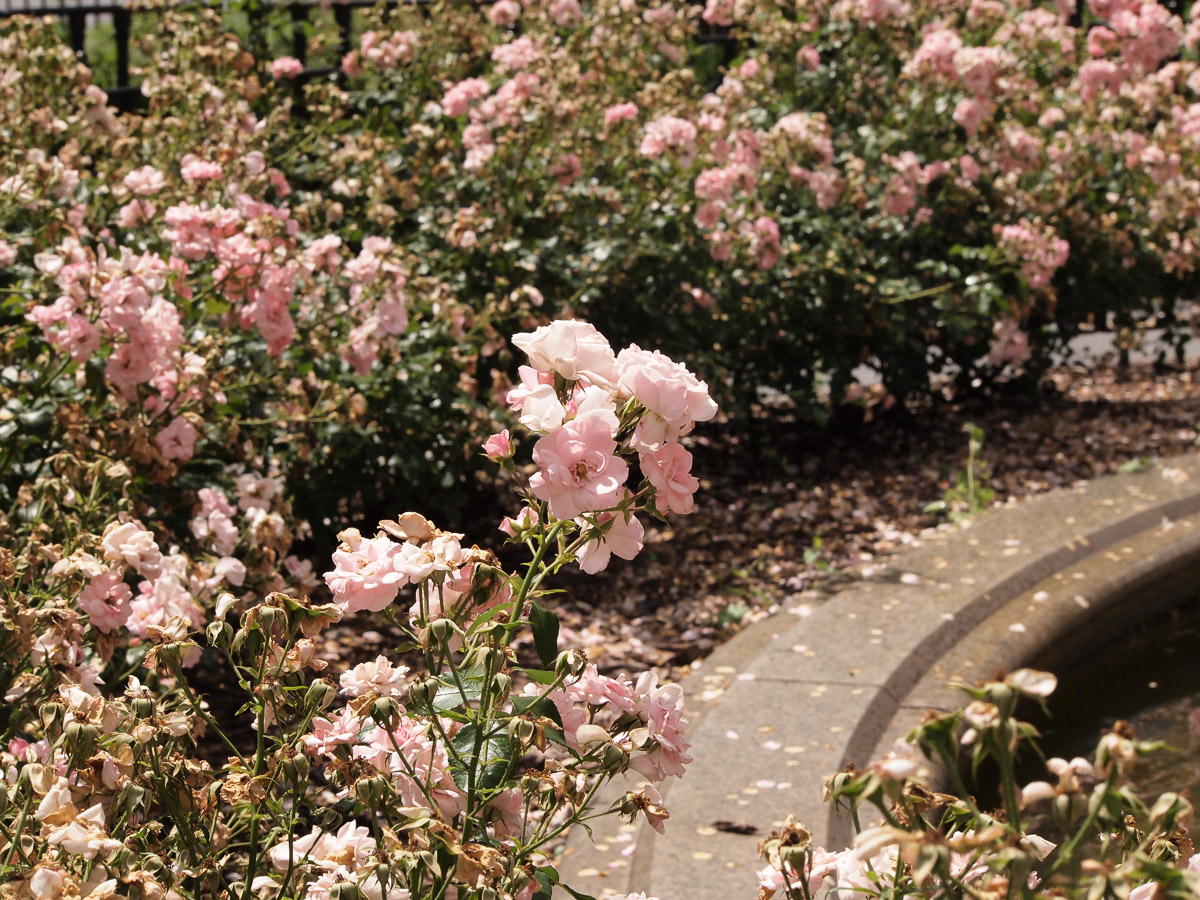 Preview of Sophie's photography website