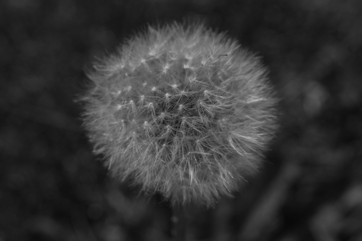 Preview of Maddalena's photography website