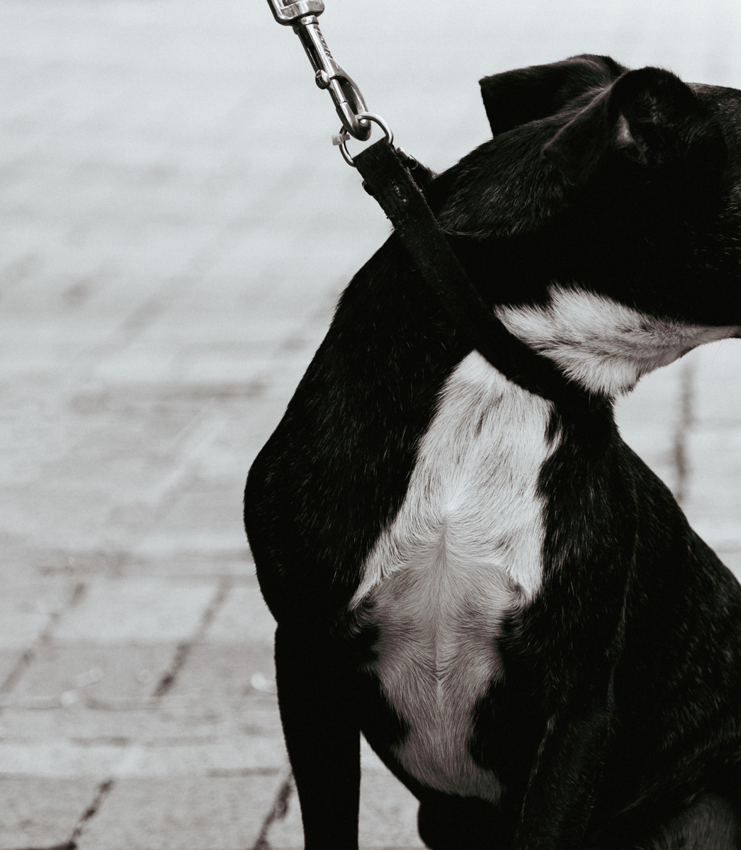 Preview of Lilli's photography website