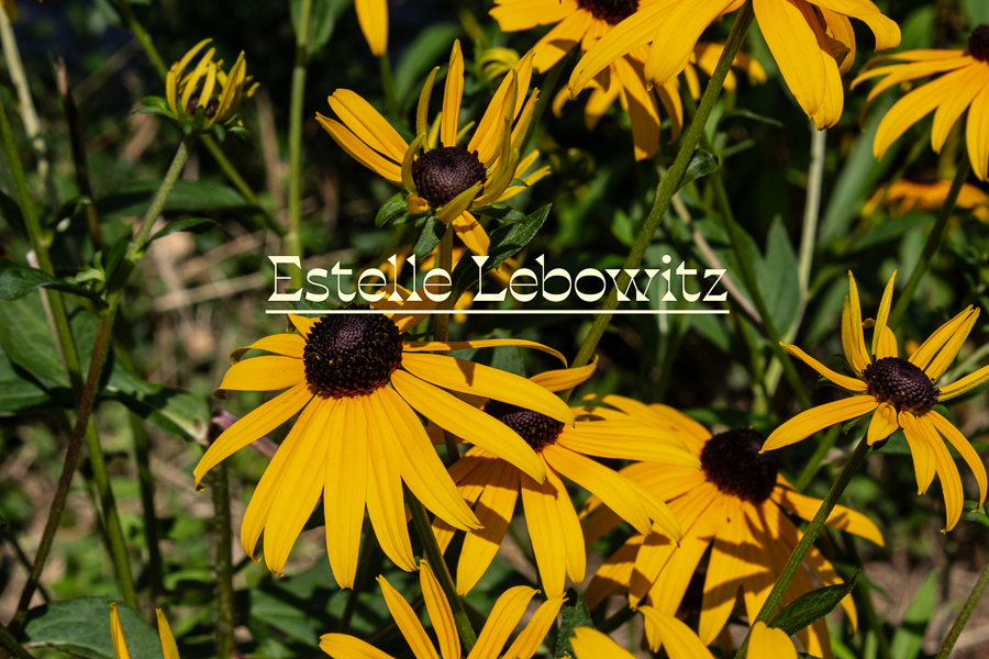 Preview of Estelle's photography website