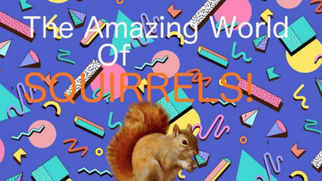 Poster for The Amazing World of Squirrels