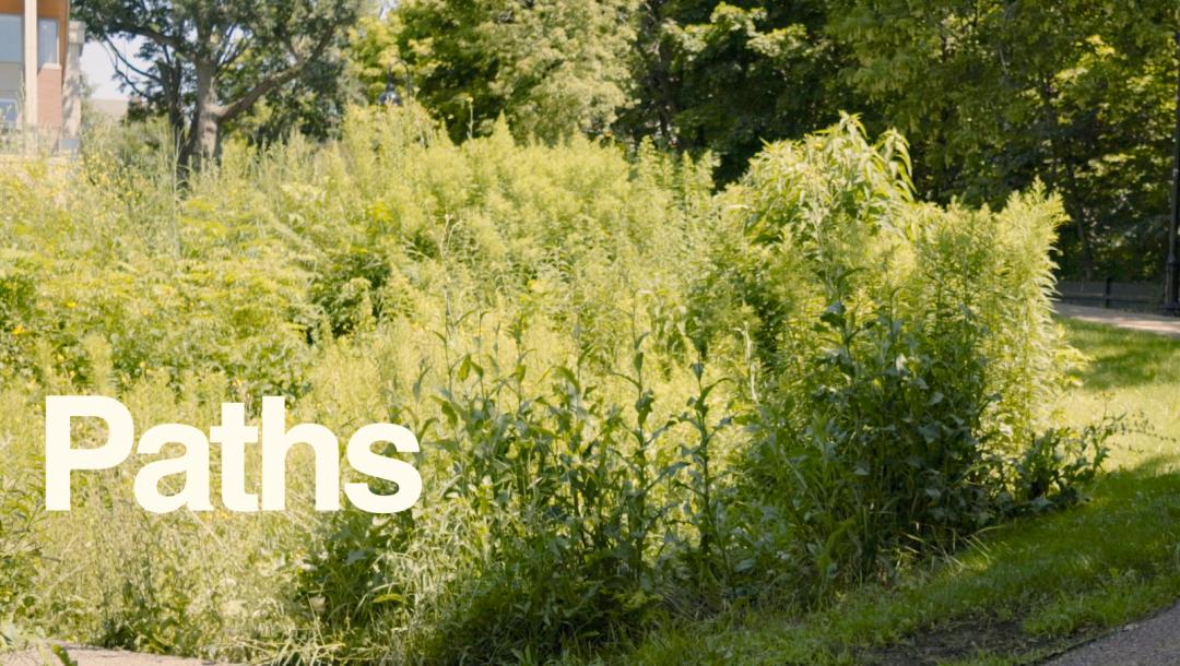 Poster for Paths