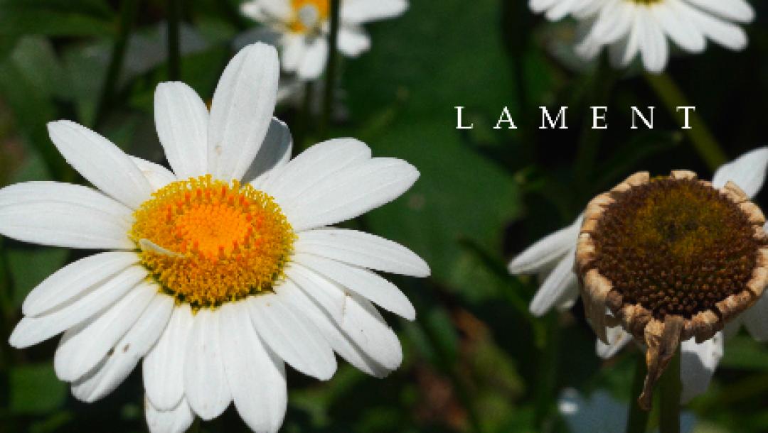 Poster for LAMENT