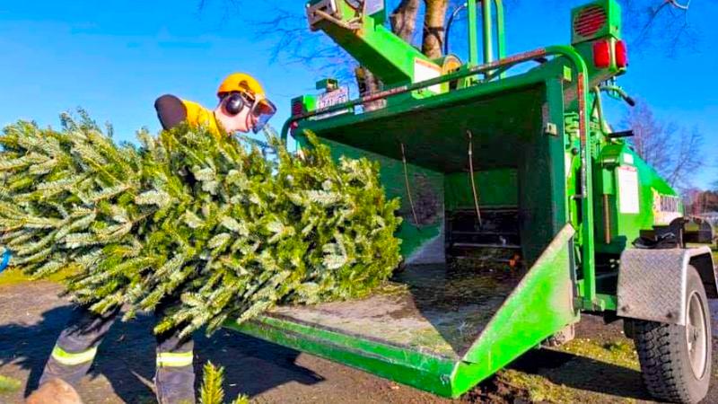 Nanaimo groups look to chip Christmas trees for charity