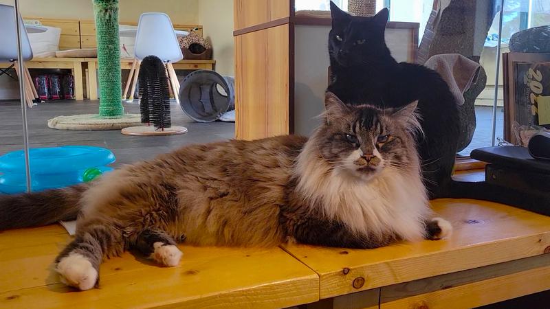 Nanaimo cat lounge bringing fosters from overcrowded Prairie shelters